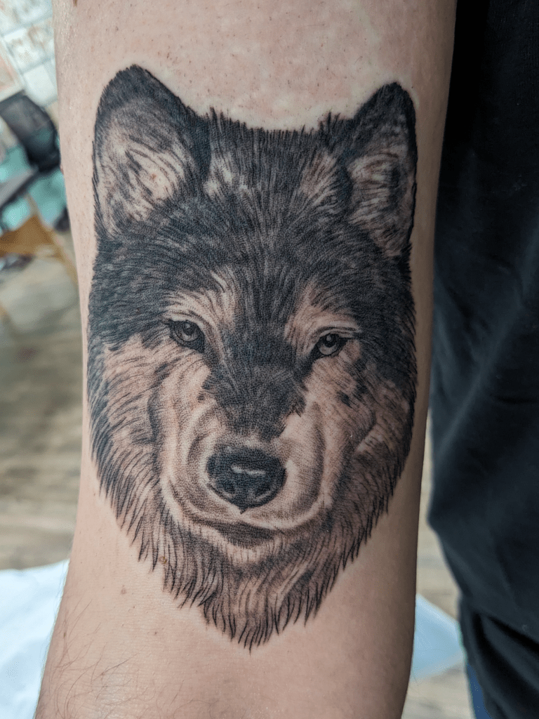 Tattoo of a realistic wolf on someone's arm. The tattoo is done in black and grey and shows fur texture.